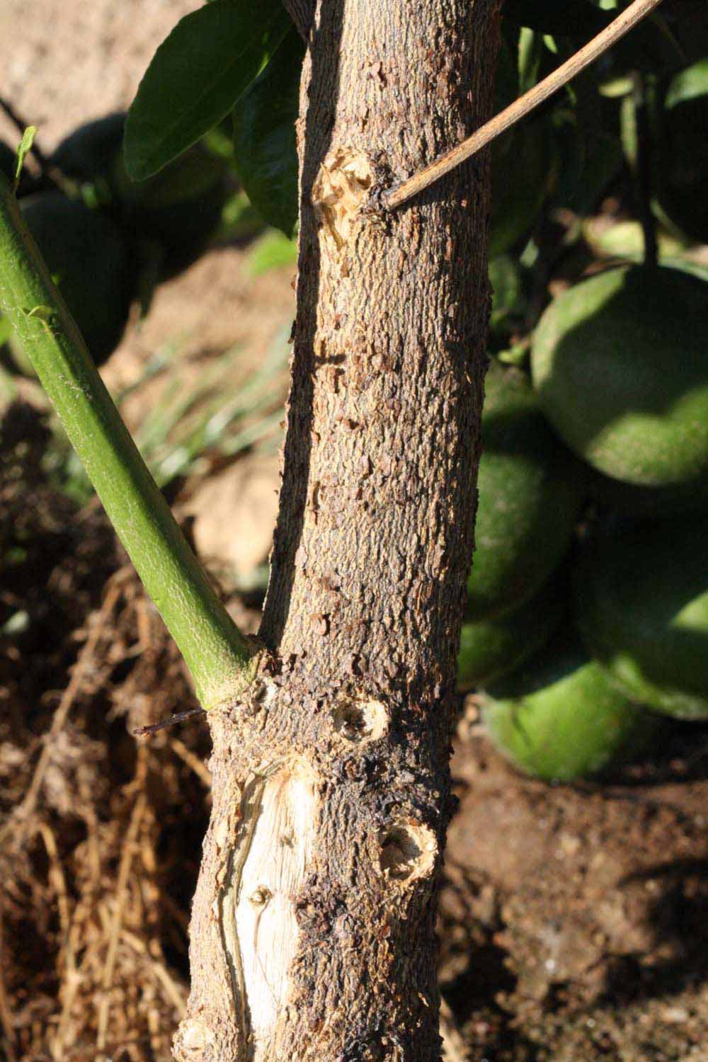            Bark (Riverside, CA)   